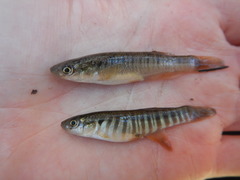 Fundulus zebrinus