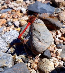 Sympetrum striolatum imitoides