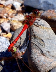 Sympetrum striolatum imitoides
