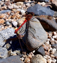 Sympetrum striolatum imitoides