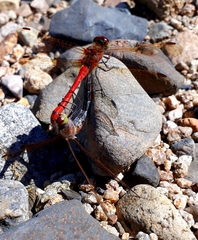Sympetrum striolatum imitoides