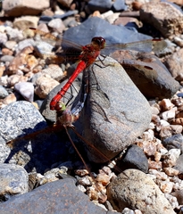 Sympetrum striolatum imitoides