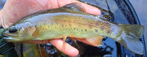Gila-forel (Oncorhynchus gilae) — Salmonidae — 2