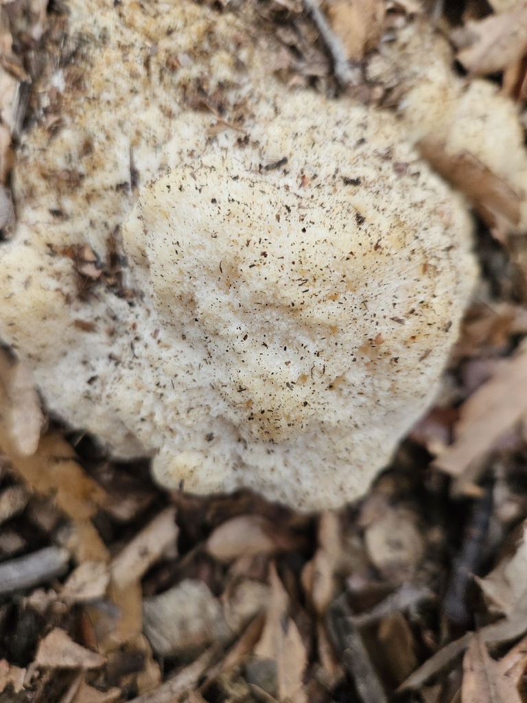 Hericium erinaceus · November 2025 · photo: © treelee (iNaturalist, cc0)