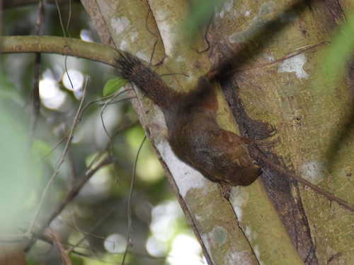 Slender Squirrel