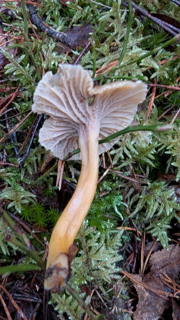 Craterellus tubaeformis · November 2025 · photo: © wiljame (iNaturalist, cc-by)