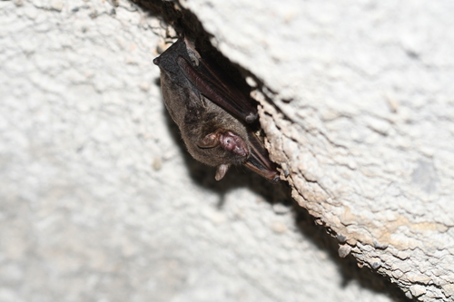 Myotis chinensis observed 2025-11-30