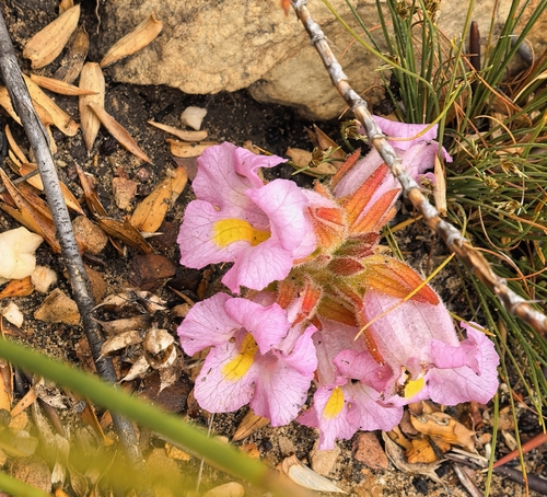 Harveya purpurea, photograph 6