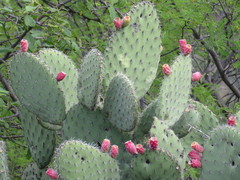 Opuntia hyptiacantha