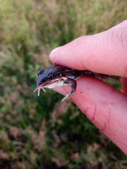 Leptodactylus latinasus