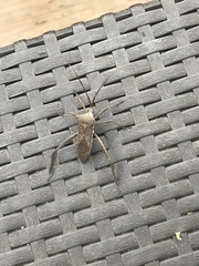 Acanthocephala declivis