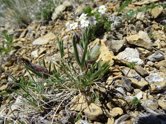 Oxytropis chakassiensis
