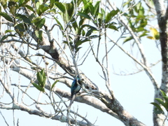 Stilpnia nigrocincta