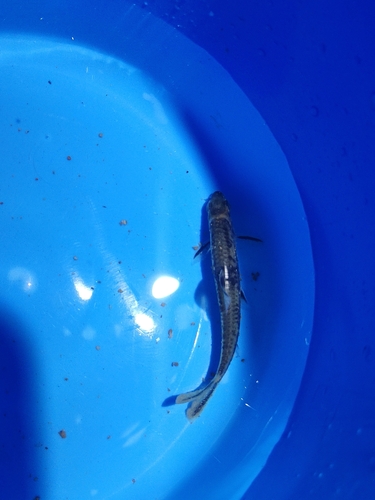 Rainbow Gudgeon