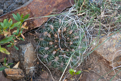 Lobivia cinnabarina