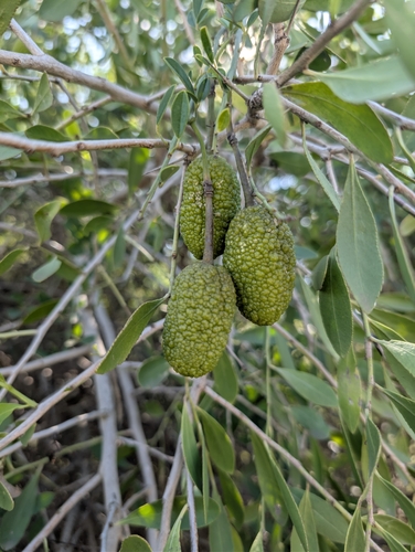 Maerua juncea, photograph 3