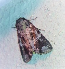 Condica mimica