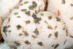 Crassicorophium bonellii