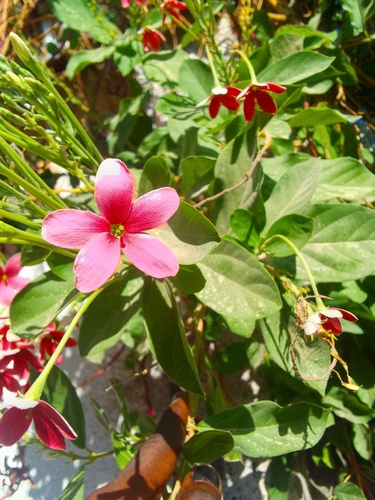 Rangoon Creeper