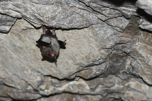 Myotis pilosus observed 2025-11-30