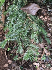 Taxus wallichiana