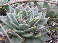 Echeveria agavoides