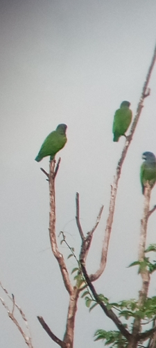 Blue-headed Parrot