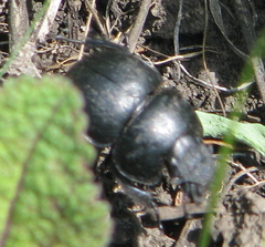 Lethrus apterus