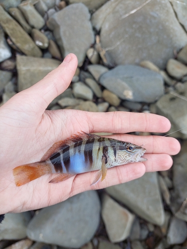 Serranus scriba