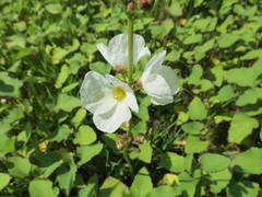 Echinodorus grandiflorus