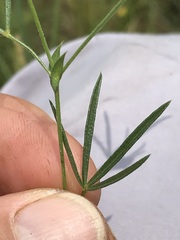 Zornia linearis