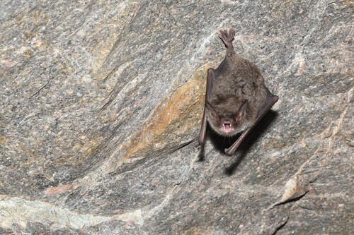 Myotis pilosus observed 2025-11-30