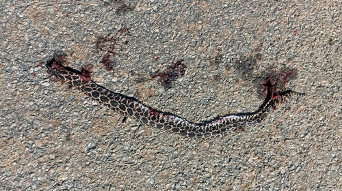 South American Hognose Snake
