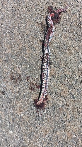 South American Hognose Snake