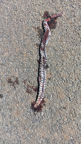 South American Hognose Snake