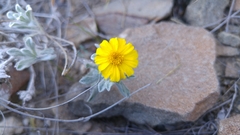 Thymophylla micropoides