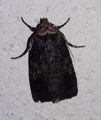 Eriopygini