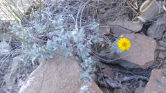 Thymophylla micropoides