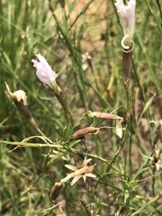 Dianthus mooiensis