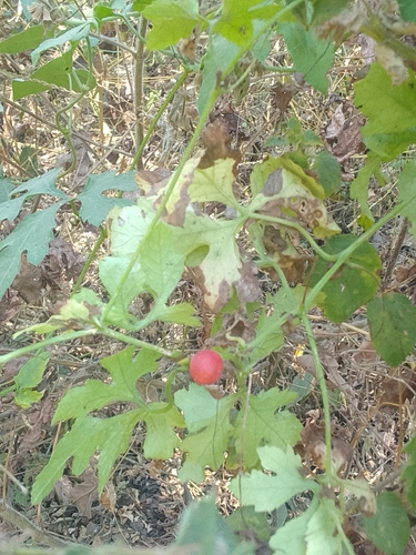 cherry vine