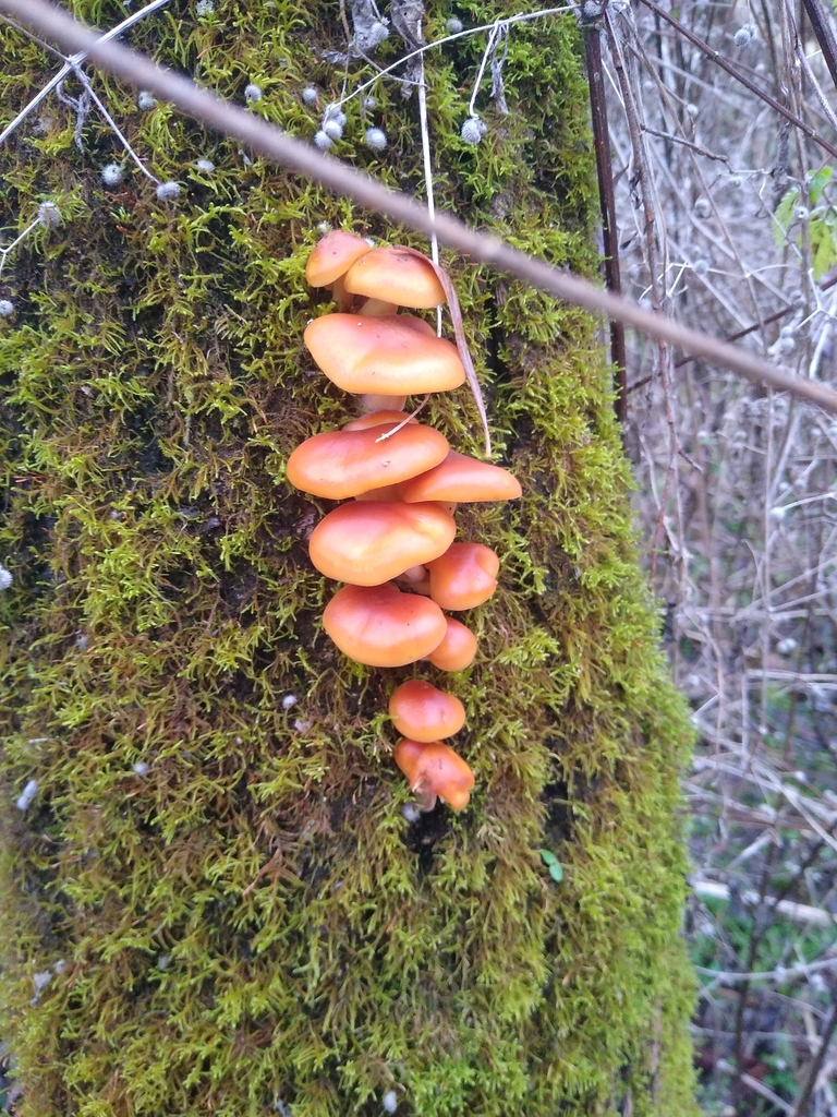 Flammulina · November 2025 · photo: © gadzina (iNaturalist, cc-by-nc)