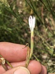Dianthus mooiensis