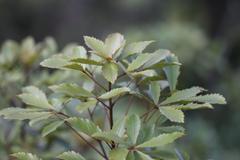 Pseudopanax discolor