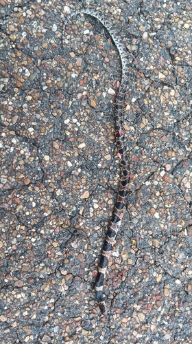 Bolivian Snail-eater