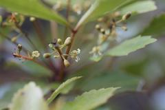 Pseudopanax discolor