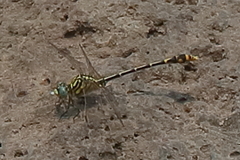 Austrogomphus australis