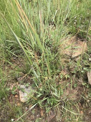 Diheteropogon amplectens