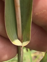 Diheteropogon amplectens