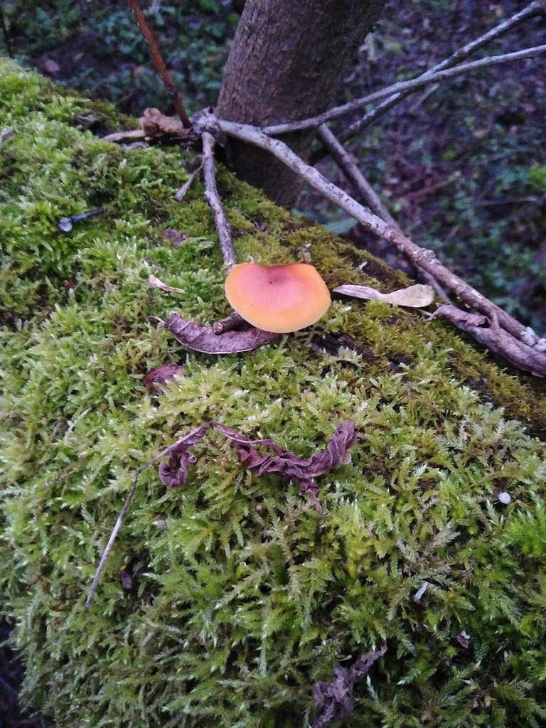 Flammulina · November 2025 · photo: © gadzina (iNaturalist, cc-by-nc)