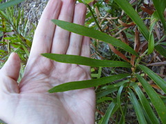 Macrozamia fawcettii